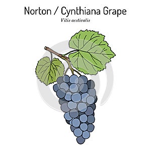 Norton or Cynthiana grape, Vitis aestivalis, branch with leaves and fruit
