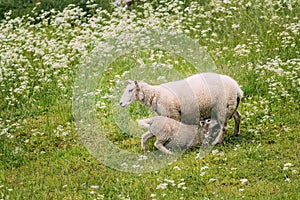 Norway. Domestic Mother Sheep Feeds Lambs With Breast Milk. Lambs Suck Sheep s Mother s Milk. Sheep And Lambs Feeding In