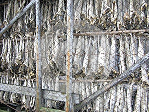 Norway, dried fish Lutefisk