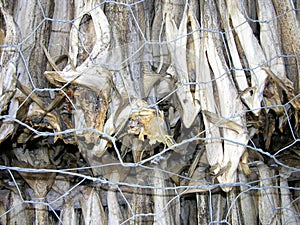 Norway, dried fish Lutefisk