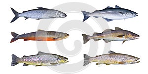 Norway fish set. Whitefish, arctic char, brook brown trout, pollock fish, coalfish, saithe, cod fish