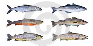 Norway fish set. Whitefish, arctic char, brook brown trout, pollock fish, coalfish, saithe, cod fish photo