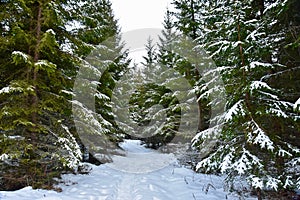 Norway forest