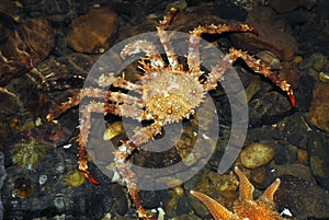 Norway king crab - Lithodes maja