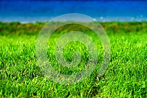 Norway lake beach grass background