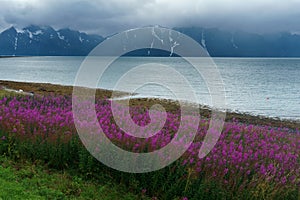Norway. Landscape with flowers
