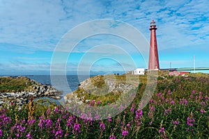 Norway. Landscape with flowers