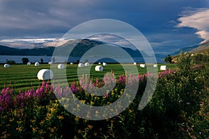 Norway. Landscape with flowers