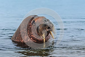 Norway landscape nature walrus on an ice floe of Spitsbergen Longyearbyen Svalbard arctic winter polar sunshine day sky