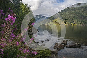 Norway landscape with pink flowers in foreground