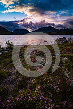 Norway Landscape after Sunset Purple Crowberry Flowers with lake Savatn and Kista mountain in the background