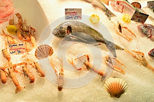 Norway lobster langoustine, Gilt head bream, Orata fish Dorade royale & Pagellus Pageot on ice inside Fish market