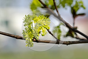 Norway maple Acer platanoides in blossom