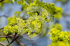 Norway Maple Acer platanoides in blossom