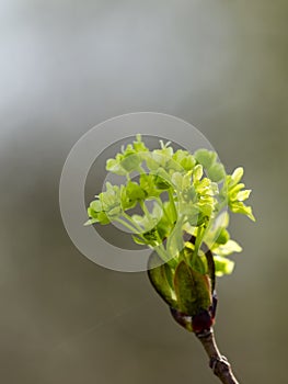 Norway maple Acer platanoides in blossom