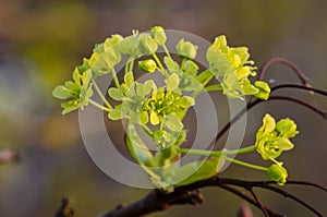 Norway Maple Acer platanoides in blossom