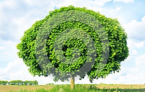 Norway maple(Acer platanoides)