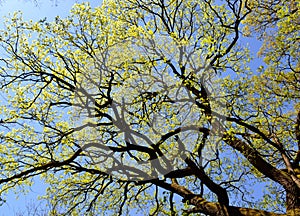 Norway maple tree. Crimson King tree, Great maple photo