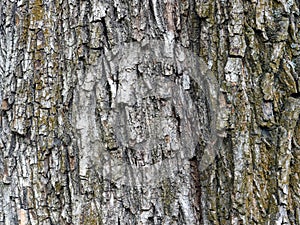 Norway maple, tree trunk bark, closeup