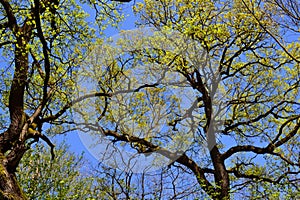 Norway maple trees