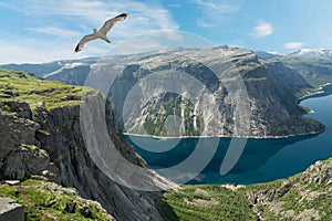Norway, mountain lake landscape, flying sesgull