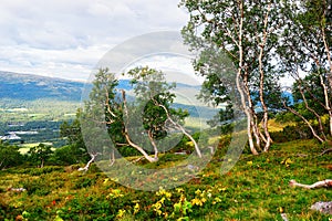 Norway mountain undersized trees landscape background