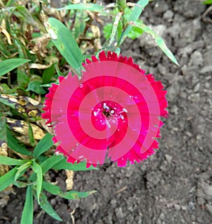 Norway, Oslo, flowers on a flowerbed in the park