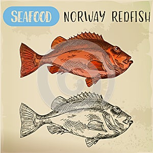 Norway redfish sketch for shop signboard