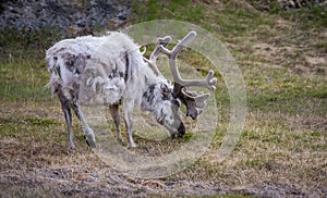 Norway reindeer, grazing