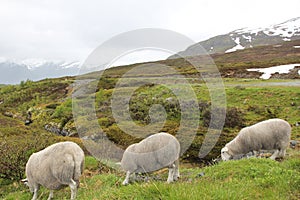 Norway sheep grazing