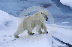 Norway Spitsbergen Polar Bear in snow