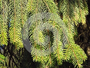 Norway spruce Abies abies Sunlit light green pine tree branches and short pinetree needles.