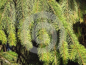Norway spruce Abies abies Sunlit light green pine tree branches and short pinetree needles.