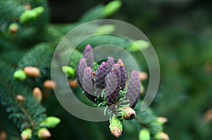 Norway Spruce baby purple pinecones on tree branch photo