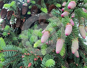 Norway spruce brown mature and open and female pink cones with sticky sap drops on tree branches