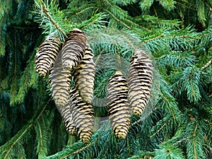 Norway Spruce Cones on a Fir tree,