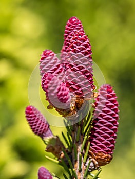 Norway Spruce cones