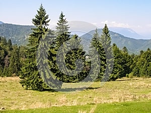 Spruce trees Picea abies in summer