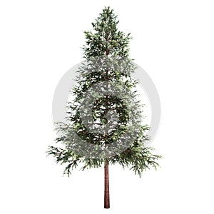 Norway Spruce Tree Isolated