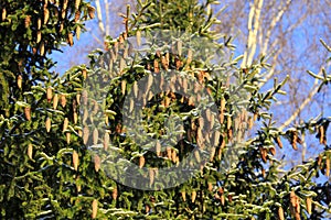 Norway Spruce Tree With Lots of Cones