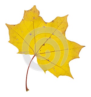 Norway yellow maple, Acer platanoides leaf isolated on white background