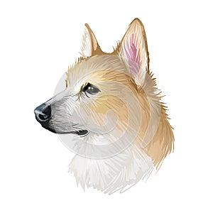 Norwegian, buhund canine originated from Scandinavia, digital art. Isolated puppy from Norway poster with text and breed name.