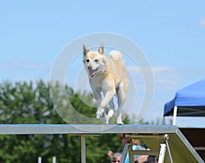 Norwegian Buhund at a Dog Agility Trial