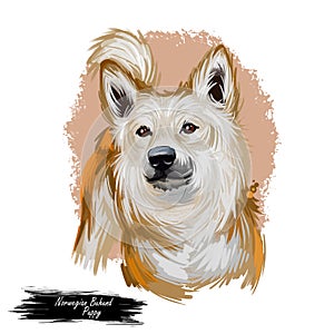 Norwegian buhund puppy from Scandinavia, portrait digital art