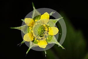 Norwegian cinquefoil