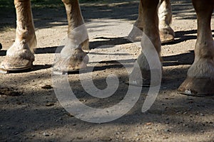 Norwegian Clydesdales with heavy pull shoes