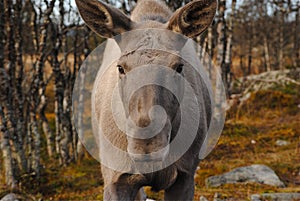 Norwegian Elk