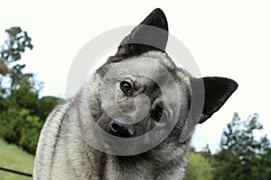 Norwegian Elkhound Dog With Head Tilted
