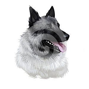 Norwegian elkhound, domestic mammal of spitz type digital art. Isolated watercolor portrait, dog originated from Norway. Canine photo