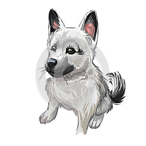 Norwegian elkhound puppy, Harmaa norjanhirvikoira Elghund digital art